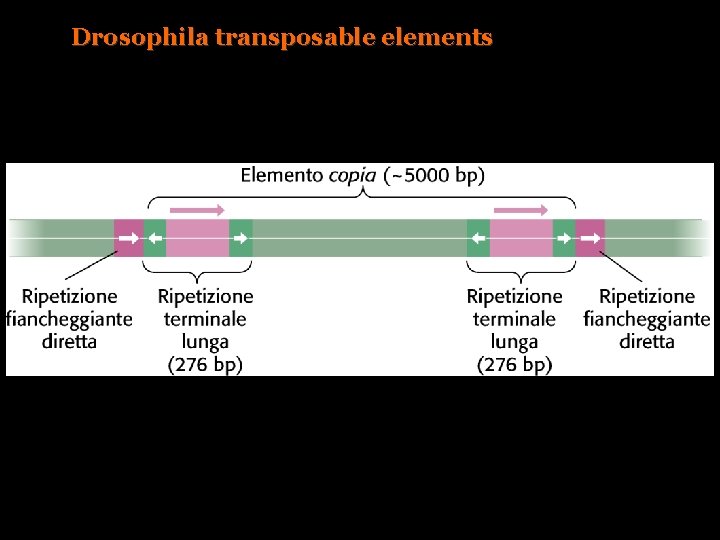 Drosophila transposable elements 