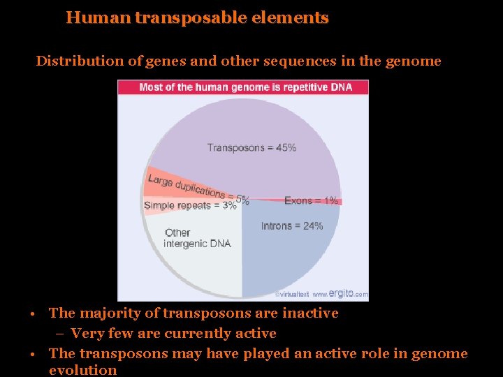 Human transposable elements Distribution of genes and other sequences in the genome • The