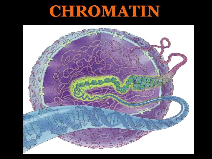 CHROMATIN 