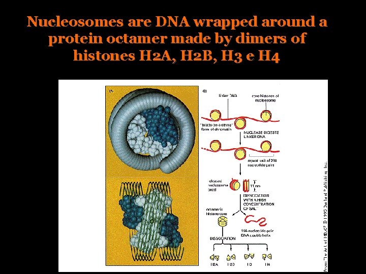 Nucleosomes are DNA wrapped around a protein octamer made by dimers of histones H