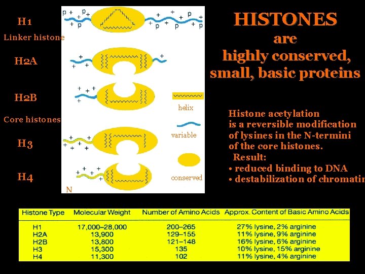 HISTONES H 1 are highly conserved, small, basic proteins Linker histone H 2 A