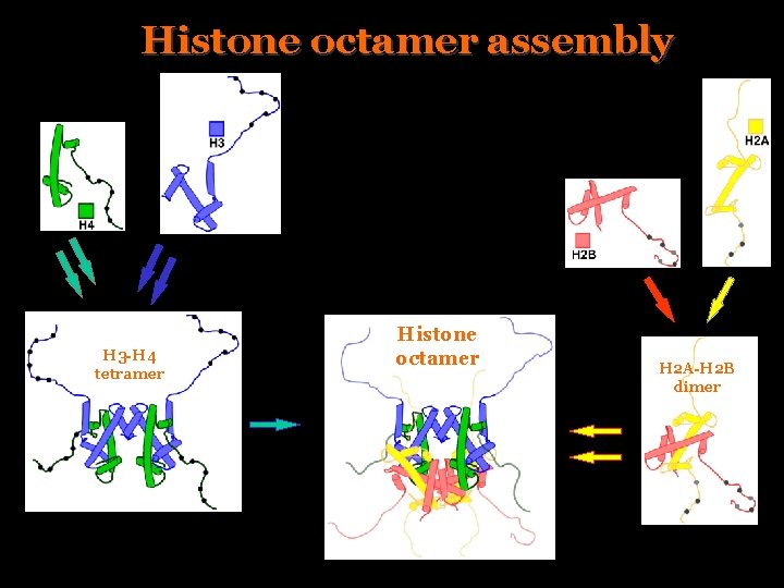 Histone octamer assembly H 3 -H 4 tetramer Histone octamer H 2 A-H 2
