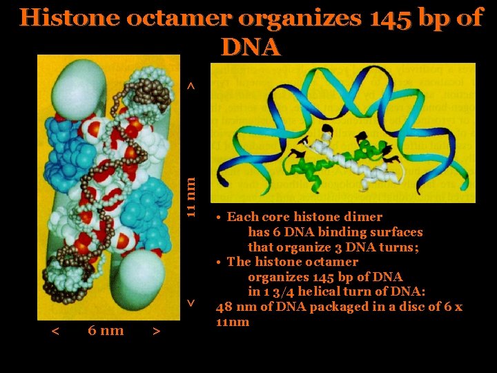 < 11 nm > Histone octamer organizes 145 bp of DNA < 6 nm