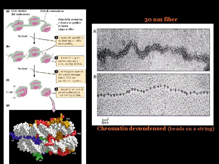 30 nm fiber Chromatin decondensed (beads on a string) 