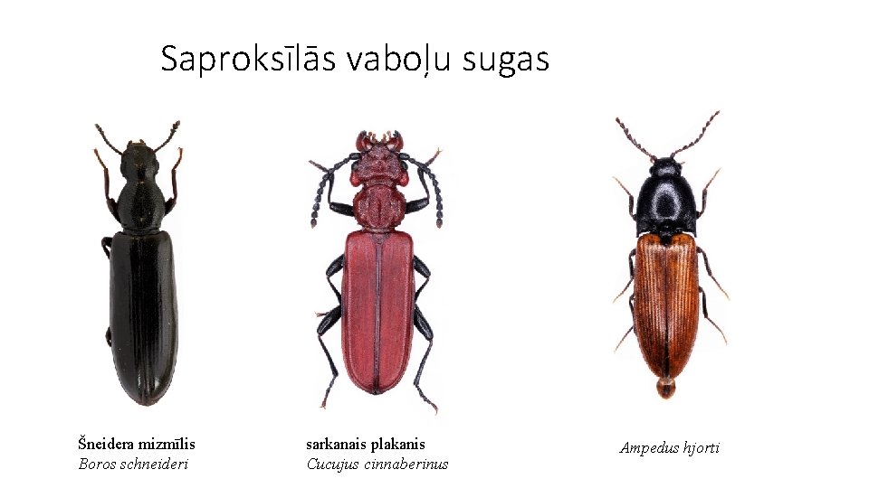 Saproksīlās vaboļu sugas Šneidera mizmīlis Boros schneideri sarkanais plakanis Cucujus cinnaberinus Ampedus hjorti 