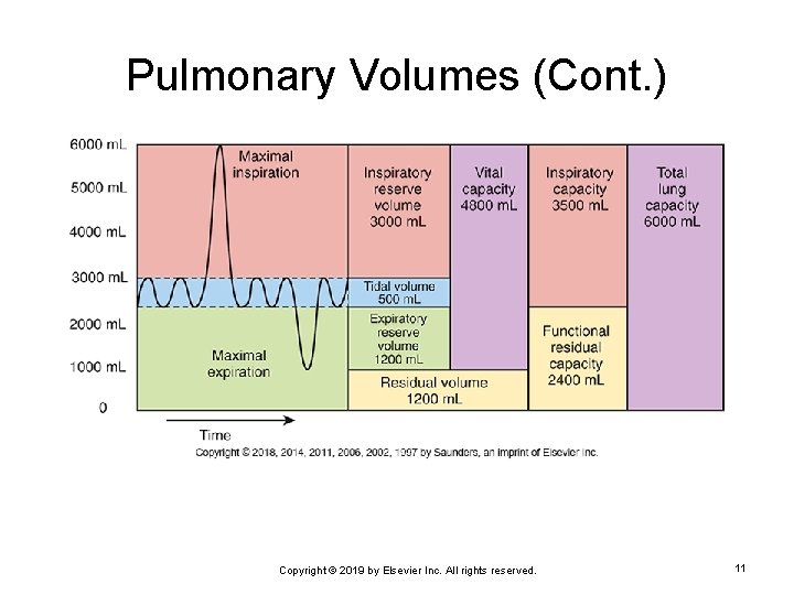Pulmonary Volumes (Cont. ) Copyright © 2019 by Elsevier Inc. All rights reserved. 11
