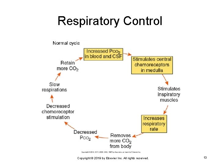 Respiratory Control Copyright © 2019 by Elsevier Inc. All rights reserved. 13 