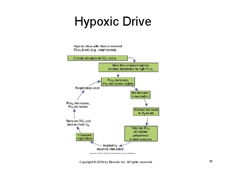Hypoxic Drive Copyright © 2019 by Elsevier Inc. All rights reserved. 15 