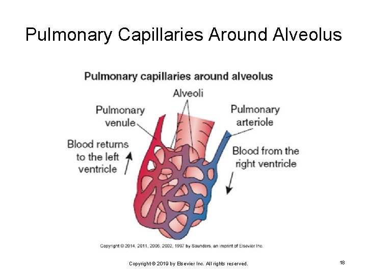 Pulmonary Capillaries Around Alveolus Copyright © 2019 by Elsevier Inc. All rights reserved. 18
