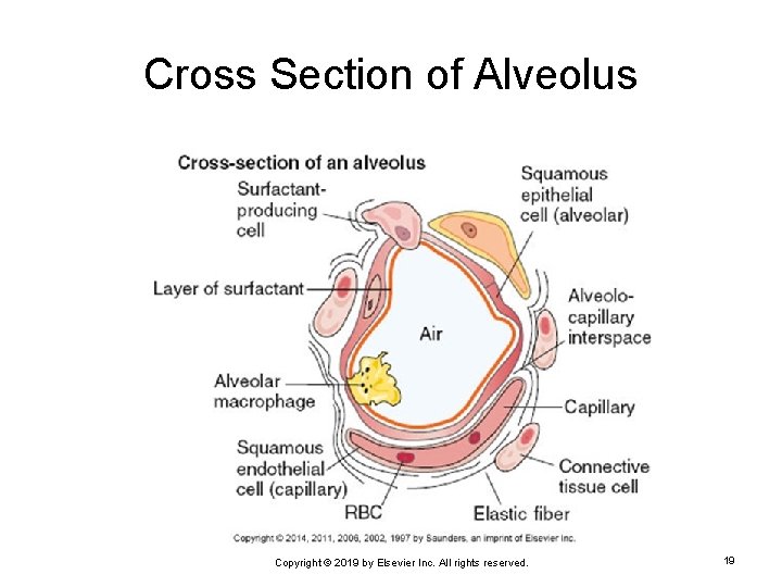Cross Section of Alveolus Copyright © 2019 by Elsevier Inc. All rights reserved. 19
