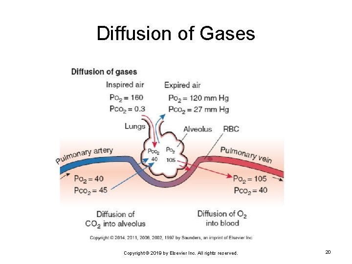 Diffusion of Gases Copyright © 2019 by Elsevier Inc. All rights reserved. 20 