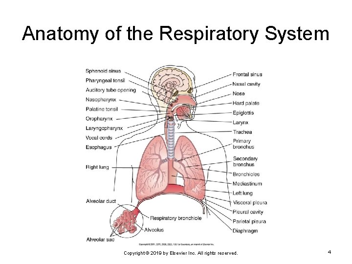 Anatomy of the Respiratory System Copyright © 2019 by Elsevier Inc. All rights reserved.