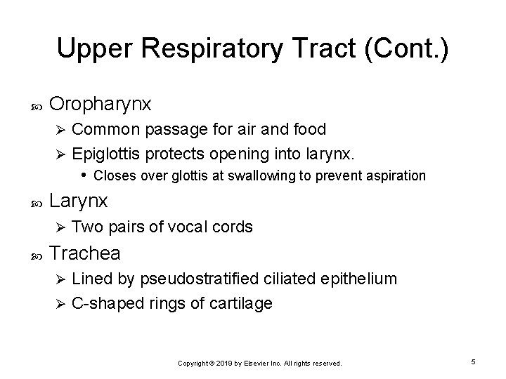 Upper Respiratory Tract (Cont. ) Oropharynx Common passage for air and food Ø Epiglottis