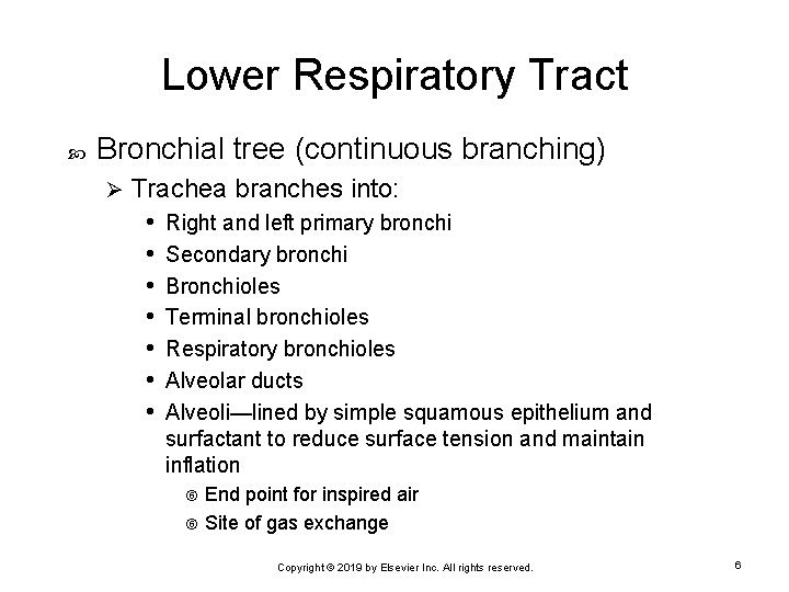 Lower Respiratory Tract Bronchial tree (continuous branching) Ø Trachea branches into: • Right and