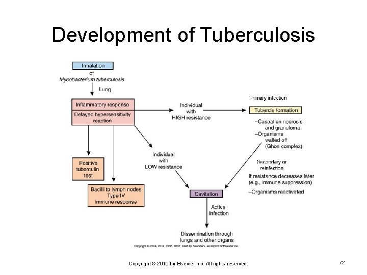 Development of Tuberculosis Copyright © 2019 by Elsevier Inc. All rights reserved. 72 
