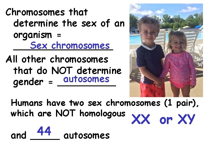 Chromosomes that determine the sex of an organism = Sex chromosomes _________ All other