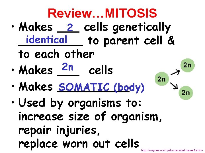 Review…MITOSIS • Makes ___ 2 cells genetically identical _____ to parent cell & to