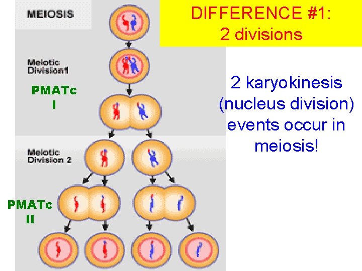 DIFFERENCE #1: 2 divisions PMATc II 2 karyokinesis (nucleus division) events occur in meiosis!