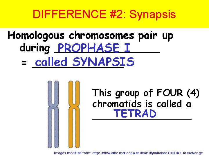 DIFFERENCE #2: Synapsis Homologous chromosomes pair up during ________ PROPHASE I called SYNAPSIS =