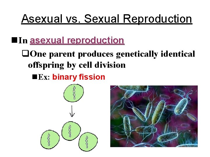 Asexual vs. Sexual Reproduction n In asexual reproduction q. One parent produces genetically identical