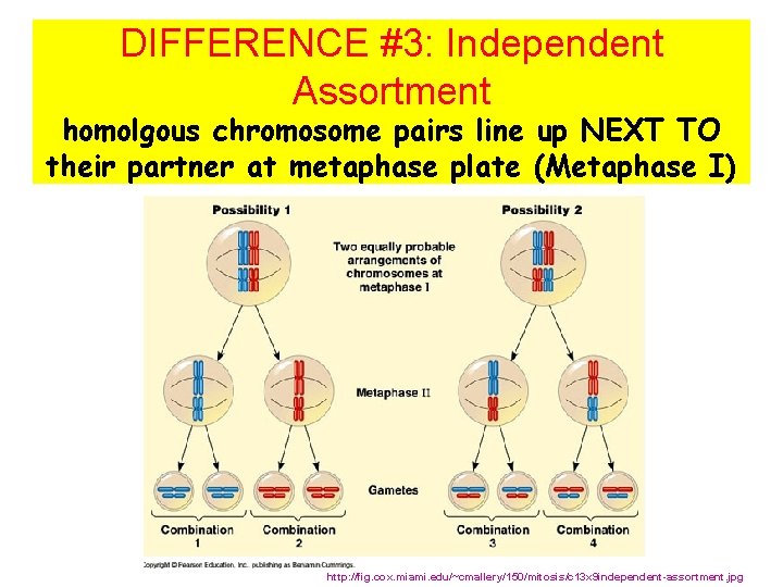 DIFFERENCE #3: Independent Assortment homolgous chromosome pairs line up NEXT TO their partner at