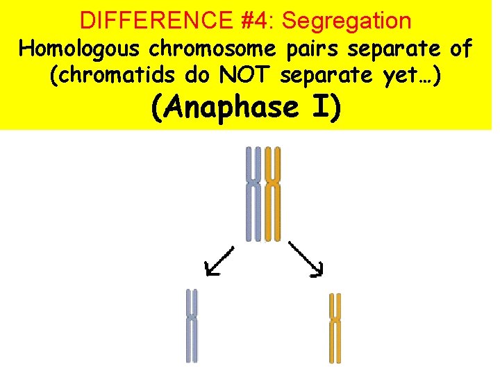 DIFFERENCE #4: Segregation Homologous chromosome pairs separate of (chromatids do NOT separate yet…) (Anaphase