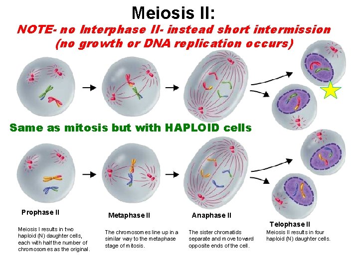 Meiosis II: Figure 11 -17 Meiosis II NOTEno Interphase II- instead short intermission Section