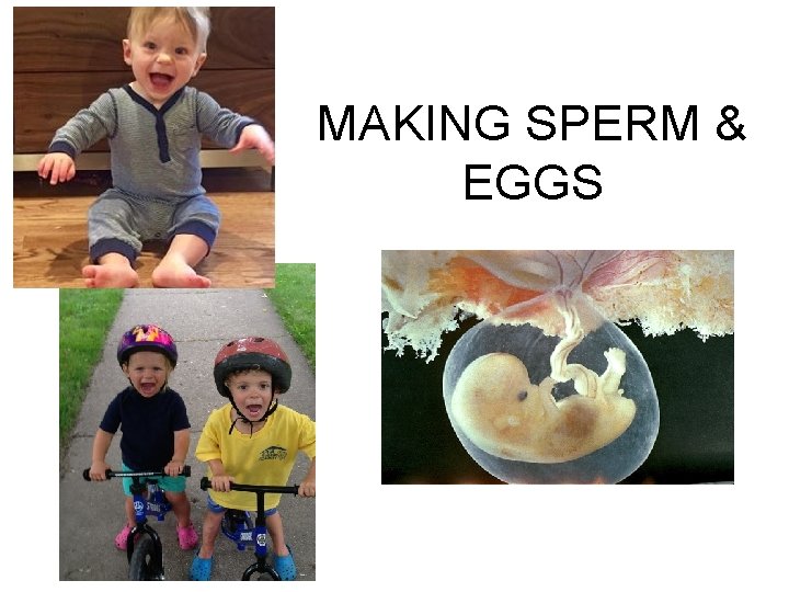 MAKING SPERM & EGGS 