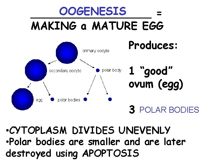 OOGENESIS _________ = MAKING a MATURE EGG Produces: 1 “good” ovum (egg) 3 POLAR
