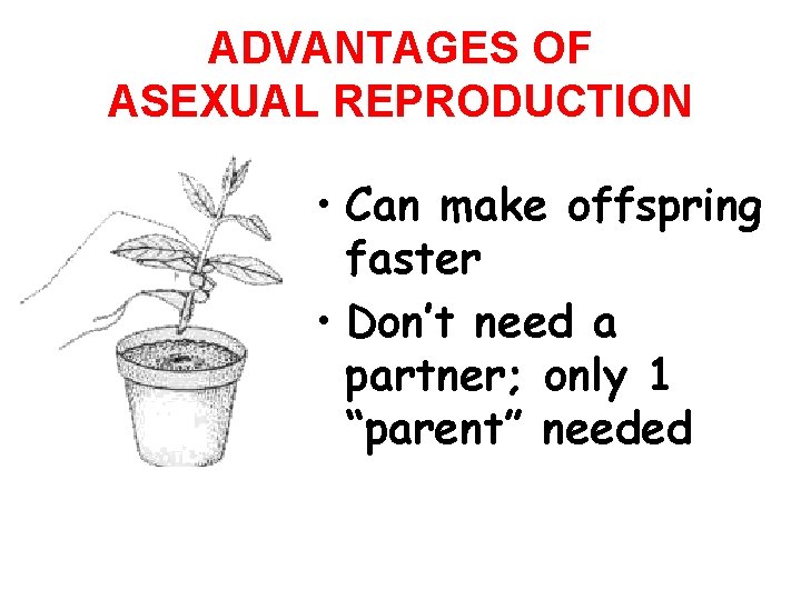 ADVANTAGES OF ASEXUAL REPRODUCTION • Can make offspring faster • Don’t need a partner;