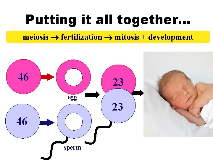 Putting it all together… meiosis fertilization mitosis + development 46 23 egg 46 sperm