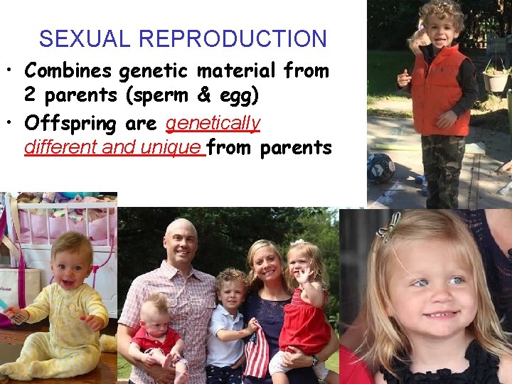 SEXUAL REPRODUCTION • Combines genetic material from 2 parents (sperm & egg) • Offspring