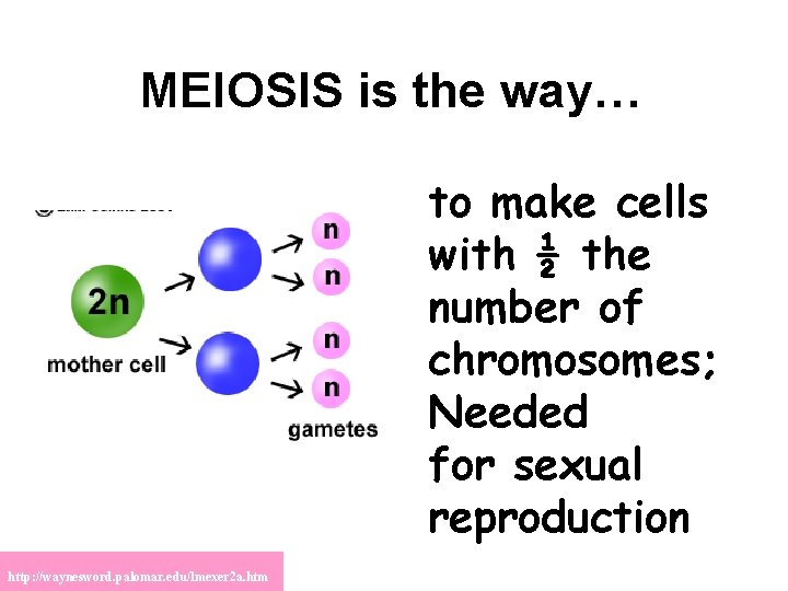 MEIOSIS is the way… to make cells with ½ the number of chromosomes; Needed