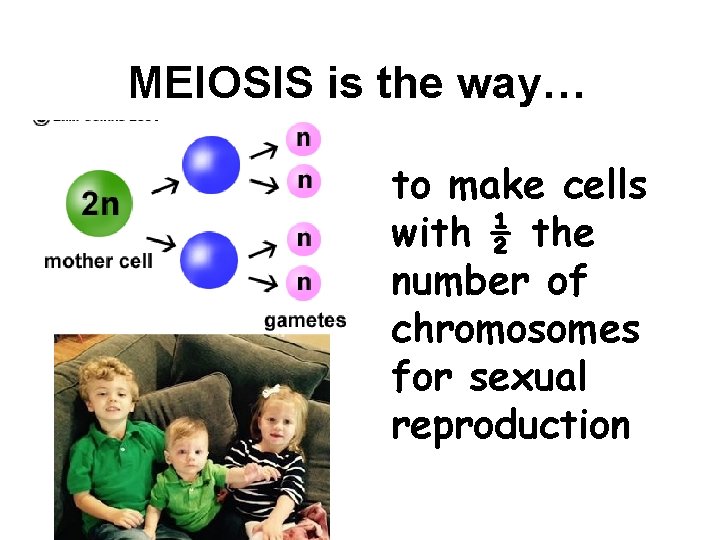 MEIOSIS is the way… to make cells with ½ the number of chromosomes for