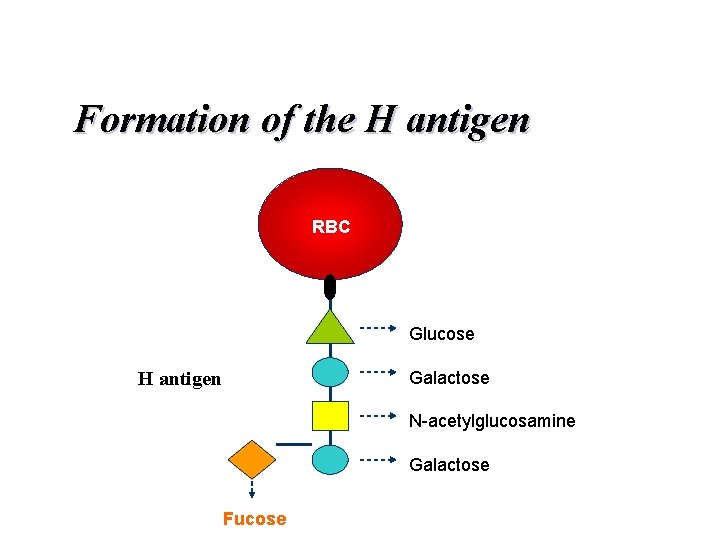 Formation of the H antigen RBC Glucose Galactose H antigen N-acetylglucosamine Galactose Fucose 