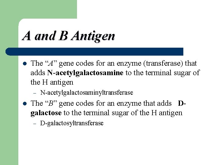 A and B Antigen l The “A” gene codes for an enzyme (transferase) that