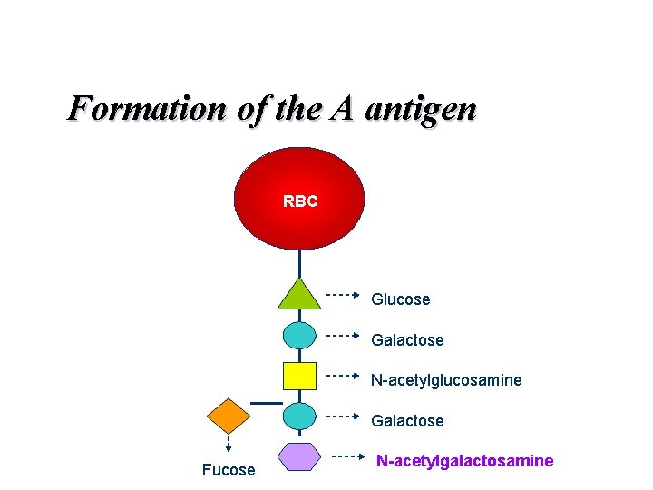 Formation of the A antigen RBC Glucose Galactose N-acetylglucosamine Galactose Fucose N-acetylgalactosamine 