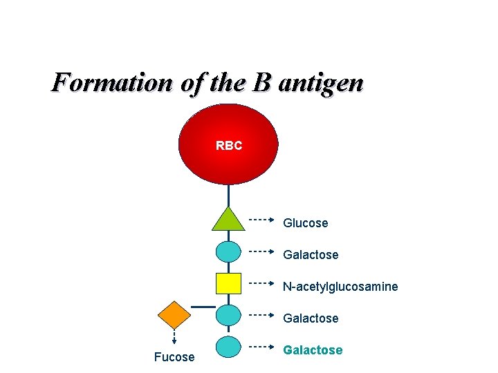 Formation of the B antigen RBC Glucose Galactose N-acetylglucosamine Galactose Fucose Galactose 
