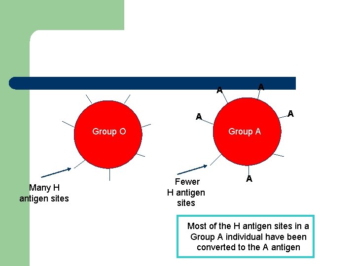 A A Group O Many H antigen sites Group A A Group A Fewer