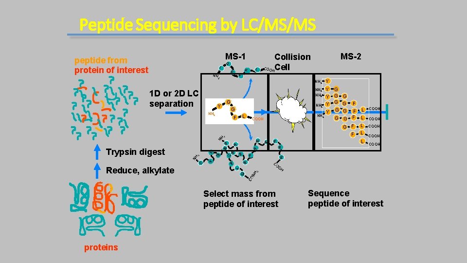 Peptide Sequencing by LC/MS/MS MS-1 peptide from protein of interest Q I F 2