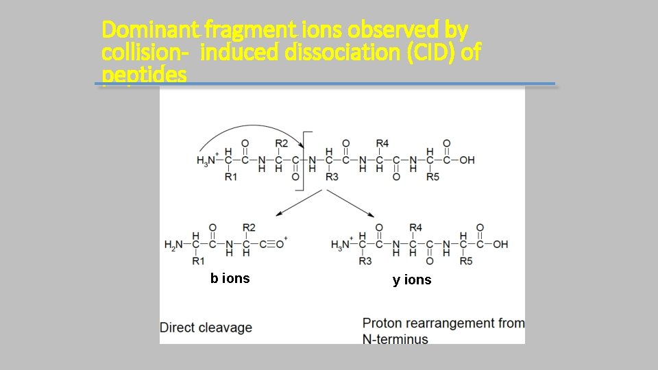 Dominant fragment ions observed by collision- induced dissociation (CID) of peptides b ions y