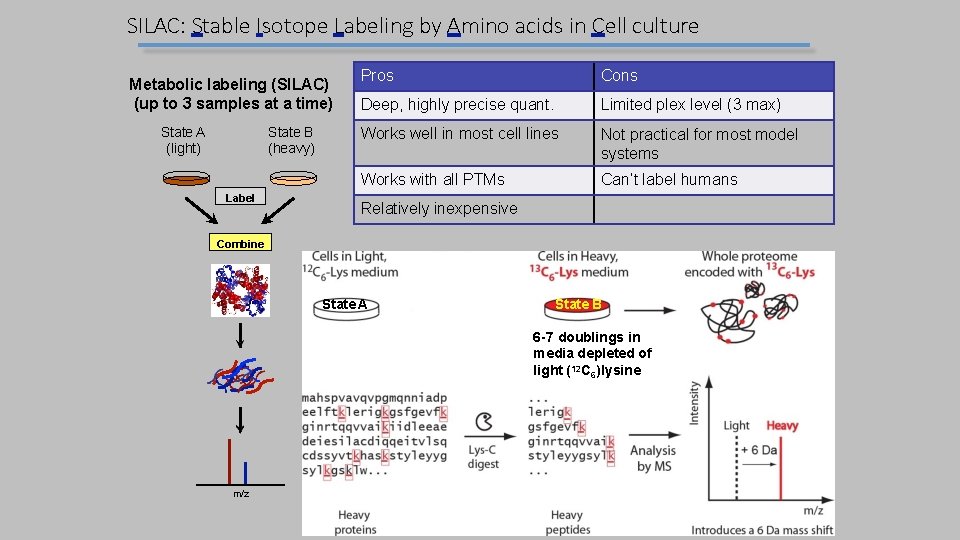 SILAC: Stable Isotope Labeling by Amino acids in Cell culture Metabolic labeling (SILAC) (up