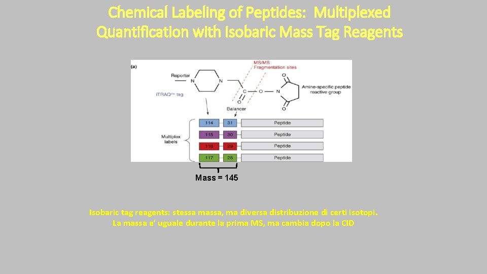Chemical Labeling of Peptides: Multiplexed Quantification with Isobaric Mass Tag Reagents Mass = 145