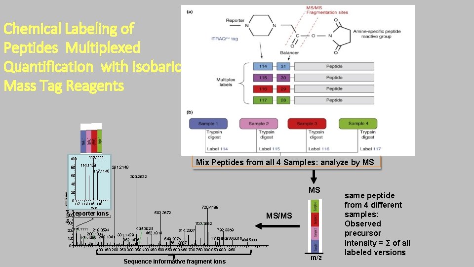 Chemical Labeling of Peptides Multiplexed Quantification with Isobaric Mass Tag Reagents 100 80 116.