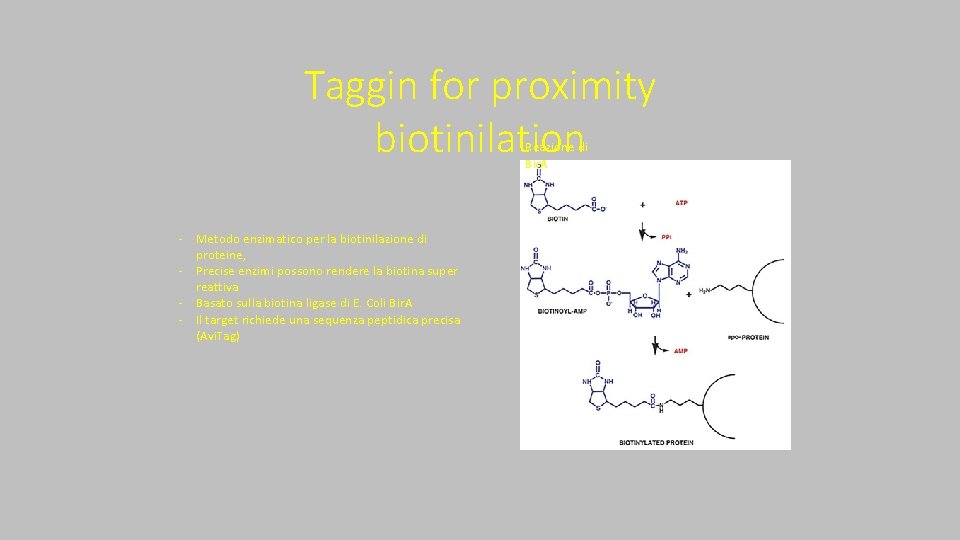 Taggin for proximity biotinilation Reazione di Bir. A ‐ Metodo enzimatico per la biotinilazione