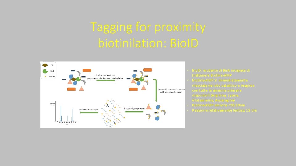 Tagging for proximity biotinilation: Bio. ID ‐ Bio. ID: mutante di Bir. A incapace