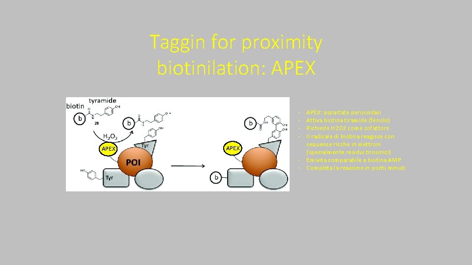 Taggin for proximity biotinilation: APEX ‐ ‐ APEX: aspartate perossidasi Attiva biotina tiramide (fenolo)