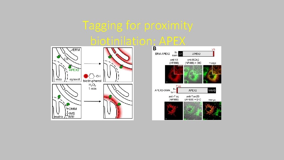 Tagging for proximity biotinilation: APEX 