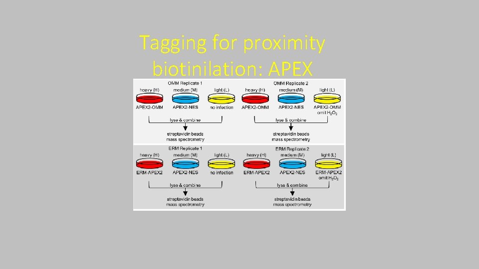 Tagging for proximity biotinilation: APEX 