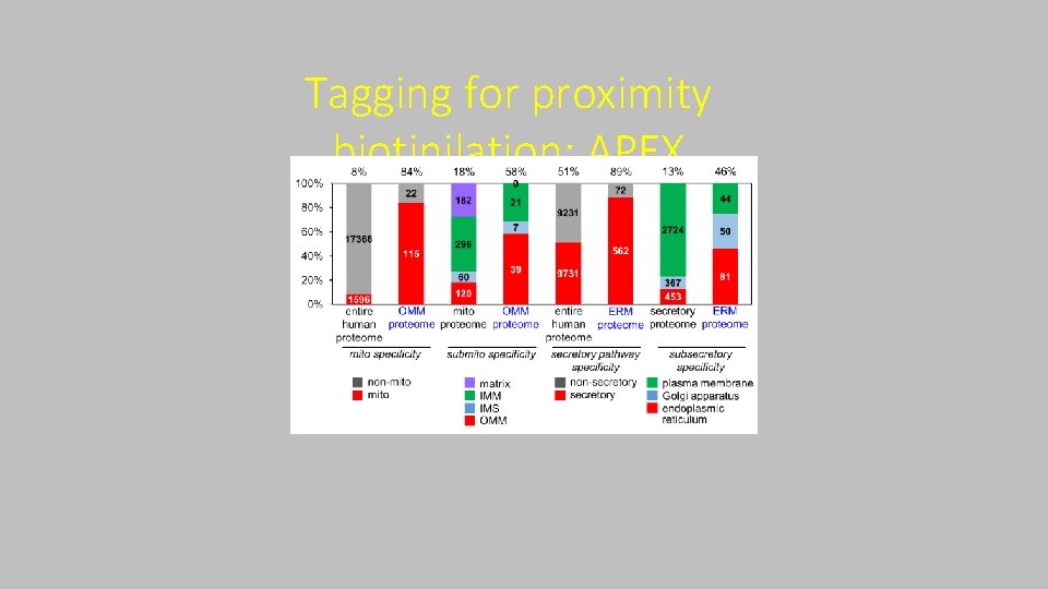 Tagging for proximity biotinilation: APEX 